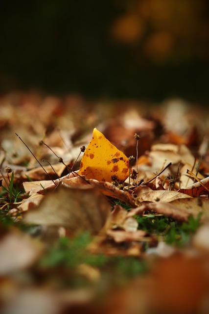 后卫区域的 后卫区域的