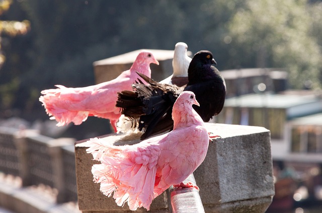 极大放大了 极大放大了