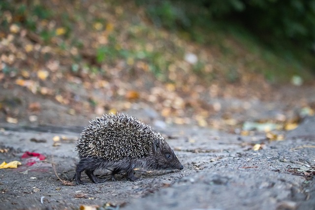 瞩目的比赛 瞩目的比赛