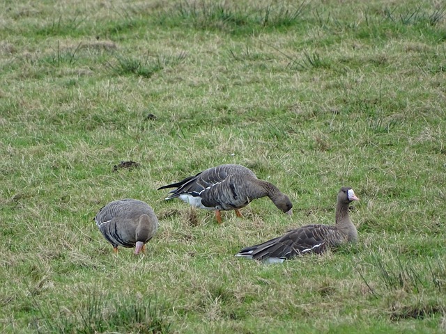 他们强行发 他们强行发